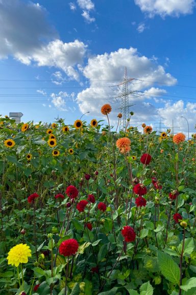 Bunte Dahlien und Sonnenblumen blühen auf einem Blumenfeld von Beckmanns Blumen.