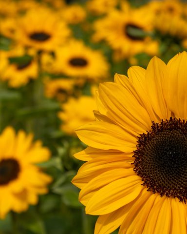 Sonnenblumen blühen auf einem Blumenfeld von Beckmanns Blumen.