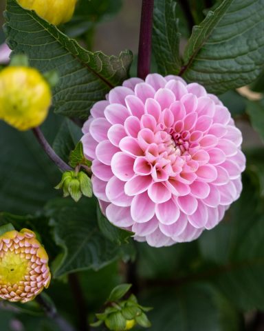 Eine rosa Dahlie blüht auf einem Blumenfeld von Beckmanns Blumen.
