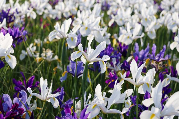 Weiße und violette Iris blühen auf einem Blumenfeld von Beckmanns Blumen.
