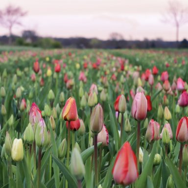 Geschlossene Tulpen auf einem Blumenfeld von Beckmanns Blumen.