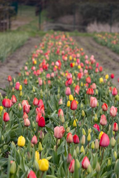 Tulpen blühen auf einem Blumenfeld von Beckmanns Blumen.