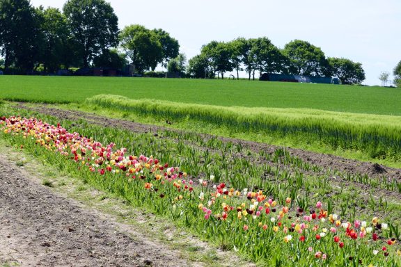 Bunte Tulpen blühen auf einem Blumenfeld von Beckmanns Blumen.