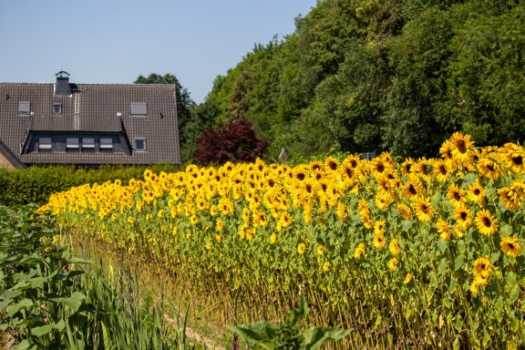 Sonnenblumen blühen auf einem Blumenfeld von Beckmanns Blumen.