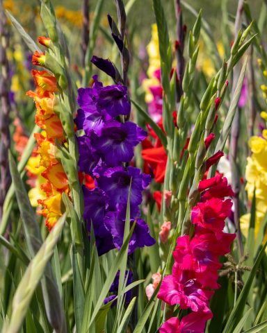 Bunte Gladiolen blühen auf einem Blumenfeld von Beckmanns Blumen.