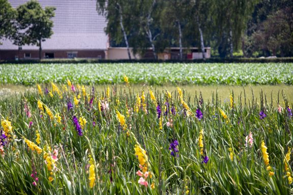 Gladiolen blühen auf einem Blumenfeld von Beckmanns Blumen.