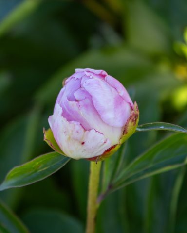 Eine Knospe wächst an einem Pfingstrosenstrauch auf einem Feld von Beckmanns Blumen.