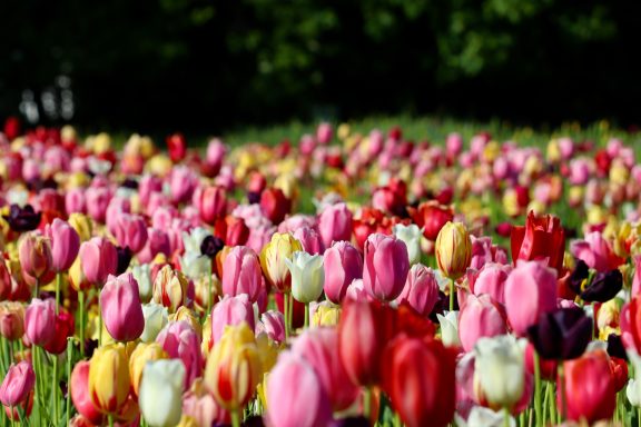 Bunte Tulpen blühen auf einem Blumenfeld von Beckmanns Blumen.