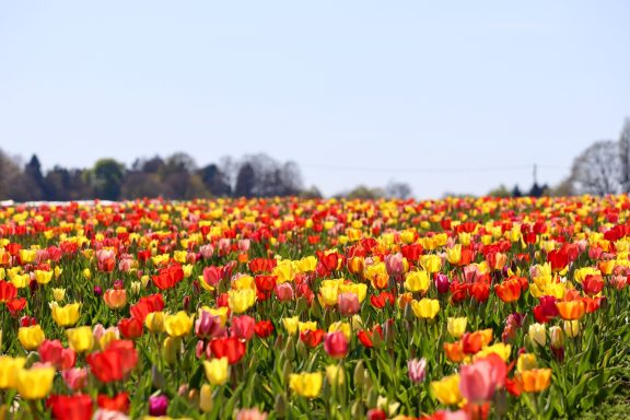 Bunte Tulpen blühen auf einem Blumenfeld von Beckmanns Blumen.