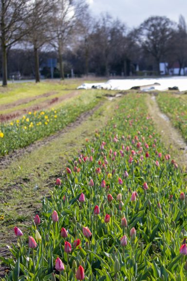 Narzissen und Tulpen blühen auf einem Blumenfeld von Beckmanns Blumen.