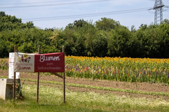 Ein Schild mit dem Text "Blumen zum Selbstschneiden" steht an einem Feld von Beckmanns Blumen.