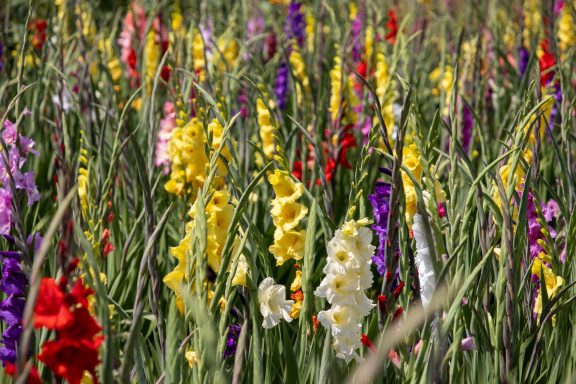 Bunte Gladiolen blühen auf einem Blumenfeld von Beckmanns Blumen.