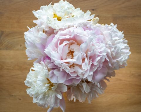 Ein Strauß weißer Pfingstrosen von Beckmanns Blumen blüht in einer Vase.