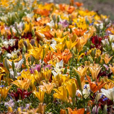 Lilien blühen auf einem Blumenfeld von Beckmanns Blumen.