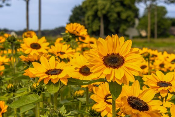 Sonnenblumen blühen auf einem Blumenfeld von Beckmanns Blumen.