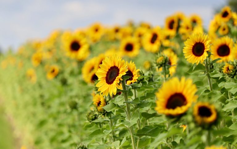 Sonnenblumen blühen auf einem Blumenfeld von Beckmanns Blumen.
