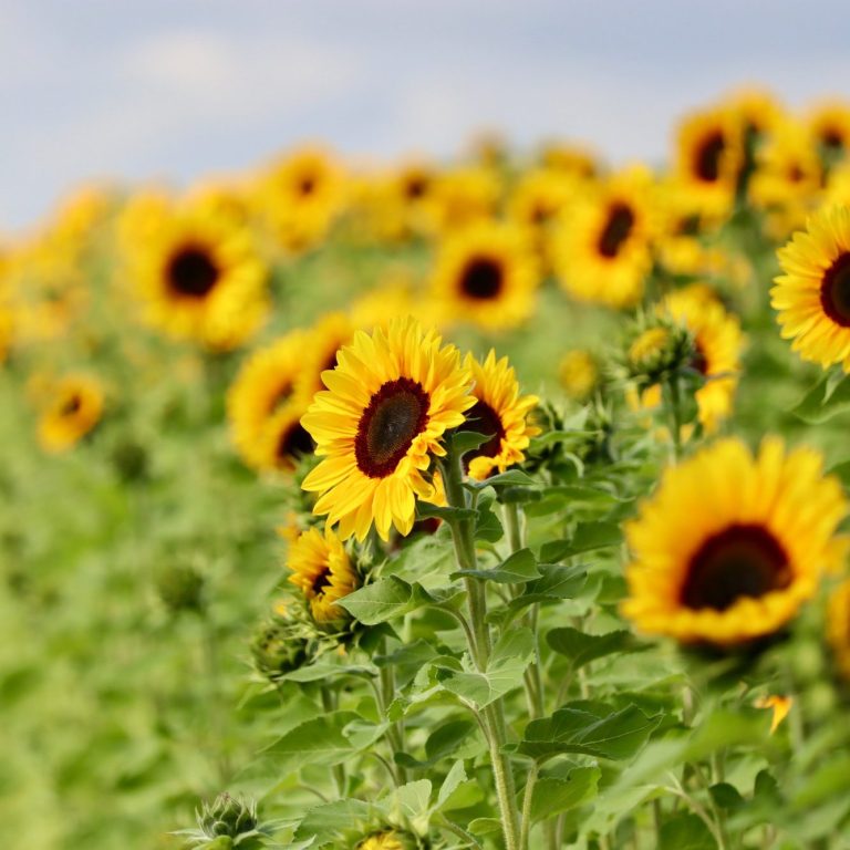 Sonnenblumen blühen auf einem Blumenfeld von Beckmanns Blumen.