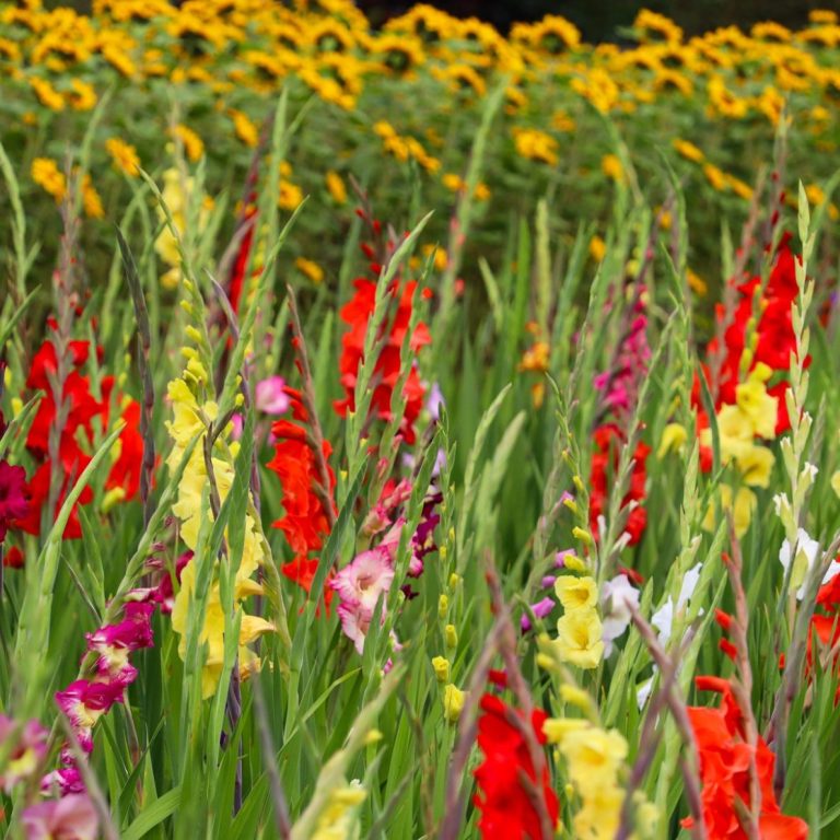 Sonnenblumen und Gladiolen blühen auf einem Feld von Beckmanns Blumen.