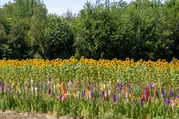 Sonnenblumen und Gladiolen wachsen auf einem Blumenfeld von Beckmanns Blumen.