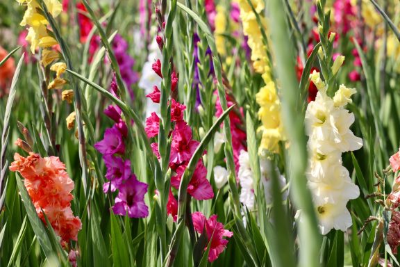 Bunte Gladiolen blühen auf einem Blumenfeld von Beckmanns Blumen.