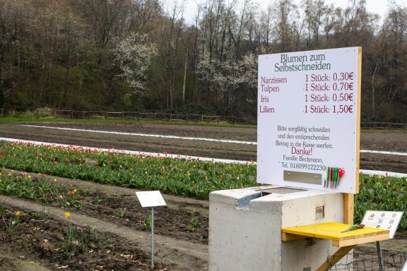 Ein Schild mit Preisen für "Blumen zum Selbstschneiden" steht an einem Feld von Beckmanns Blumen.