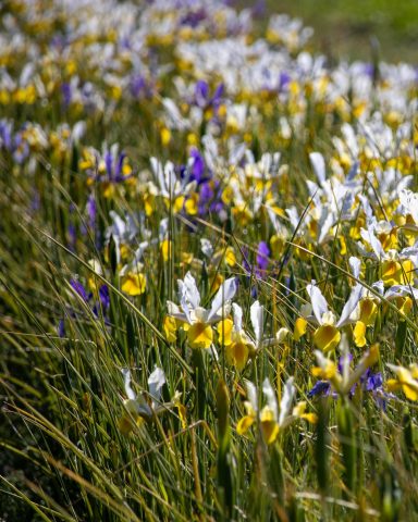Iris blühen auf einem Blumenfeld von Beckmanns Blumen.