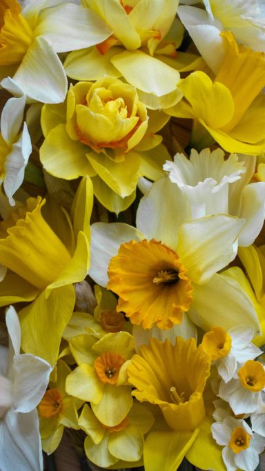 Verschiedene Narzissen von Beckmanns Blumen liegen arrangiert nebeneinander.