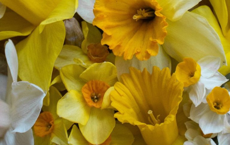 Verschiedene Narzissen von Beckmanns Blumen liegen arrangiert nebeneinander.