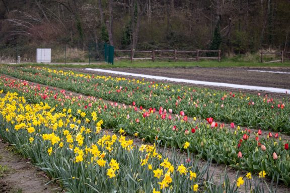 Narzissen und Tulpen blühen auf einem Blumenfeld von Beckmanns Blumen.