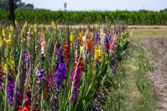Bunte Gladiolen blühen auf einem Blumenfeld von Beckmanns Blumen.