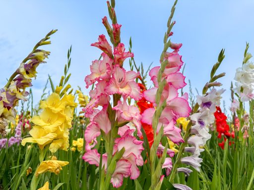 Bunte Gladiolen blühen auf einem Blumenfeld von Beckmanns Blumen.