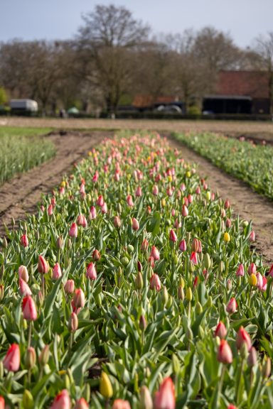 Tulpen blühen auf einem Blumenfeld von Beckmanns Blumen.