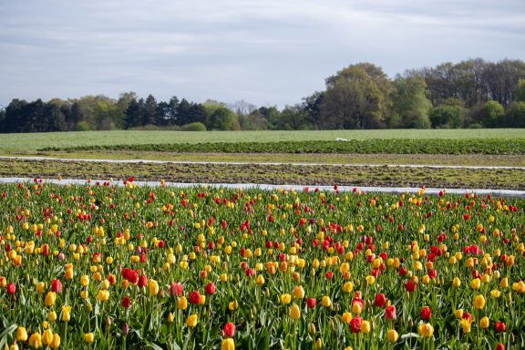 Bunte Tulpen blühen auf einem Blumenfeld von Beckmanns Blumen.