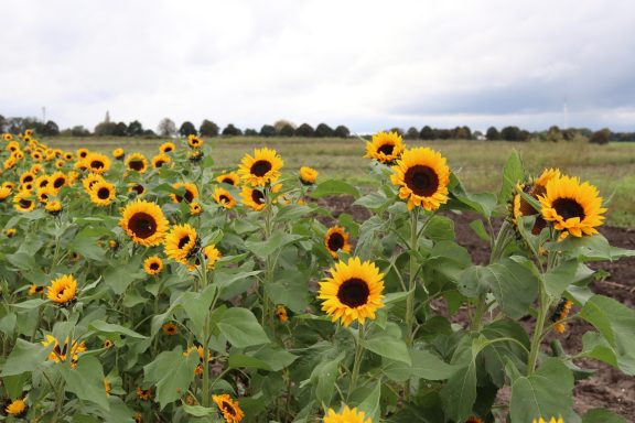 Sonnenblumen blühen auf einem Blumenfeld von Beckmanns Blumen.