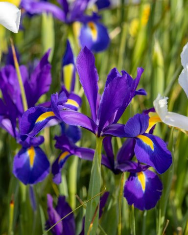 Violette Iris blühen auf einem Blumenfeld von Beckmanns Blumen.