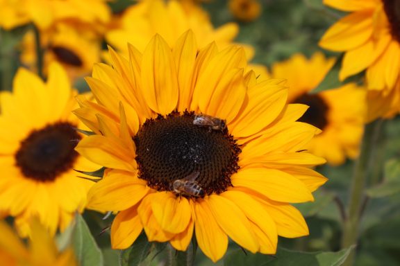 Eine Sonnenblume blüht auf einem Blumenfeld von Beckmanns Blumen. Auf der Blüte sitzen zwei Bienen.