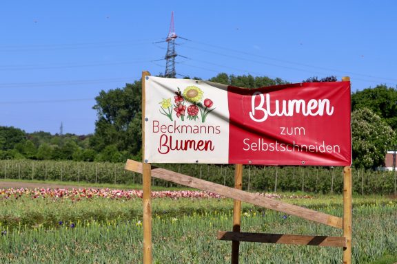 Ein Schild mit dem Text "Blumen zum Selbstschneiden" steht an einem Feld von Beckmanns Blumen.