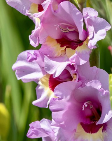 Eine rosa Gladiole blüht auf einem Blumenfeld von Beckmanns Blumen. 