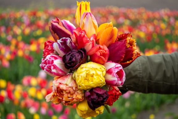 Eine Hand hält einen Strauß bunter Tulpen von Beckmanns Blumen.