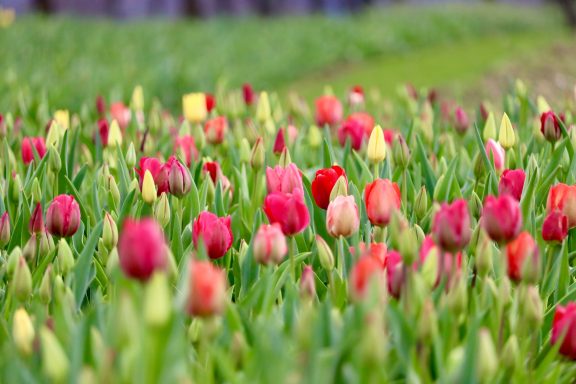 Bunte Tulpen blühen auf einem Blumenfeld von Beckmanns Blumen.
