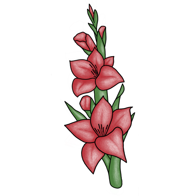 Eine gezeichnete rote Gladiole.