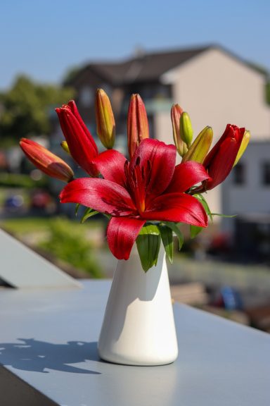 Rote Lilien von Beckmanns Blumen blühen in einer Vase.