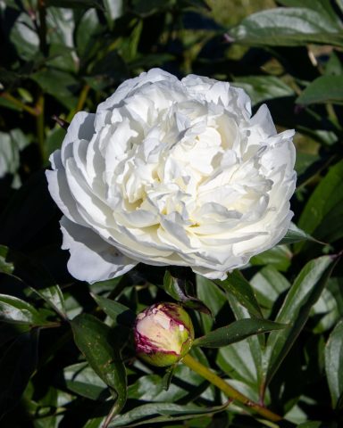 Eine weiße Pfingstrose blüht auf einem Blumenfeld von Beckmanns Blumen.