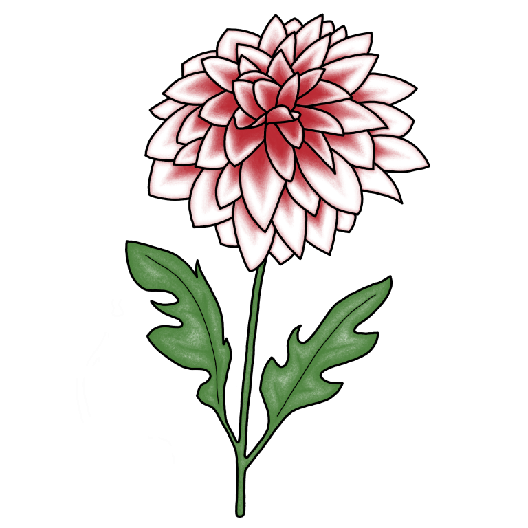 Eine gezeichnete weiß-rote Dahlie.