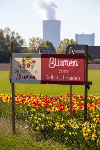 Ein Schild mit dem Text "Blumen zum Selbstschneiden" steht an einem Feld von Beckmanns Blumen.