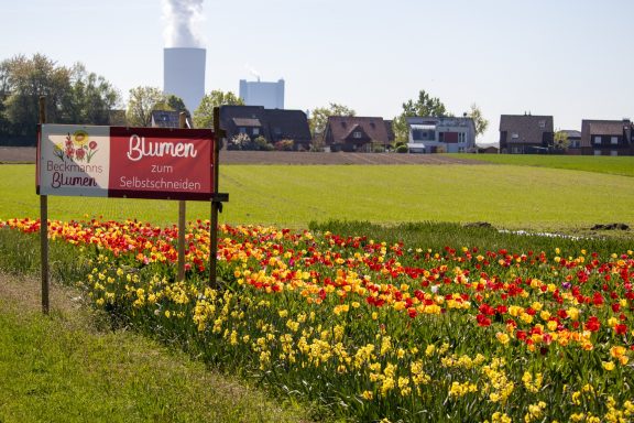 Ein Schild mit dem Text "Blumen zum Selbstschneiden" steht an einem Feld von Beckmanns Blumen.