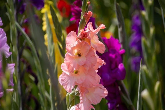 Eine rosa Gladiole blüht auf einem Blumenfeld von Beckmanns Blumen. 
