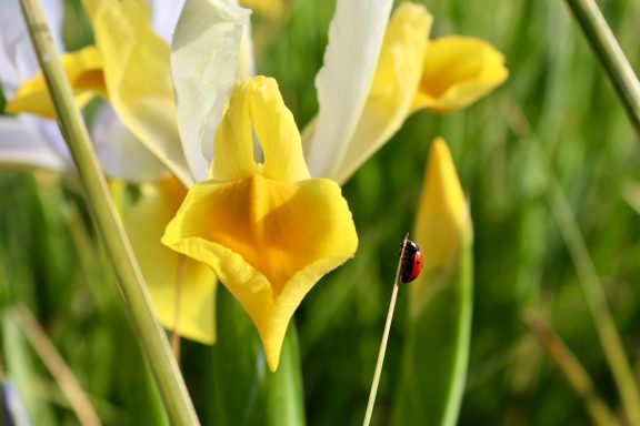 Eine weiße Iris blüht auf einem Blumenfeld von Beckmanns Blumen. An einem ihrer Blätter klettert ein Marienkäfer hinauf.