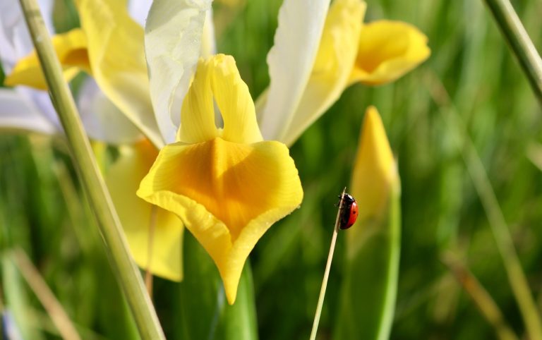 Eine weiße Iris blüht auf einem Blumenfeld von Beckmanns Blumen. An einem ihrer Blätter klettert ein Marienkäfer hinauf.