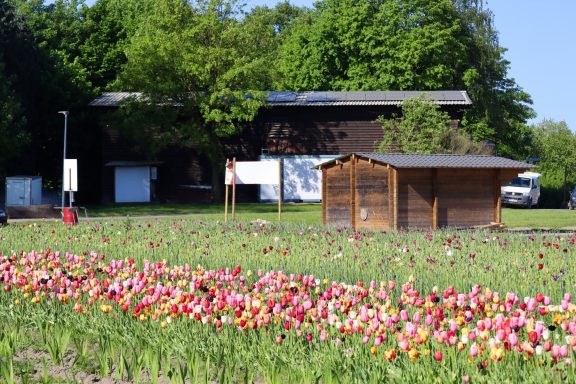 Bunte Tulpen blühen auf einem Blumenfeld von Beckmanns Blumen.